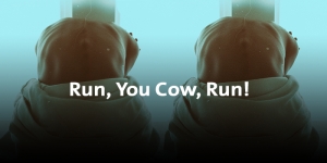 Run, You Cow, Run!